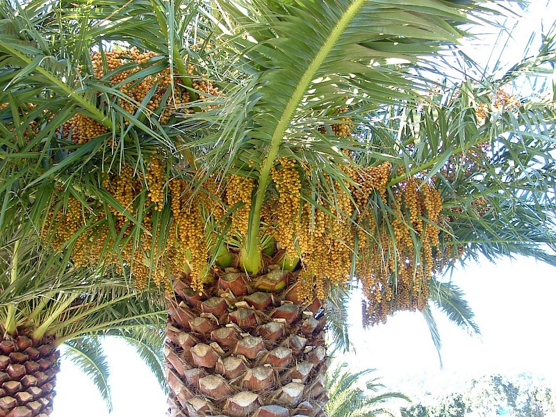 Phoenix canariensis