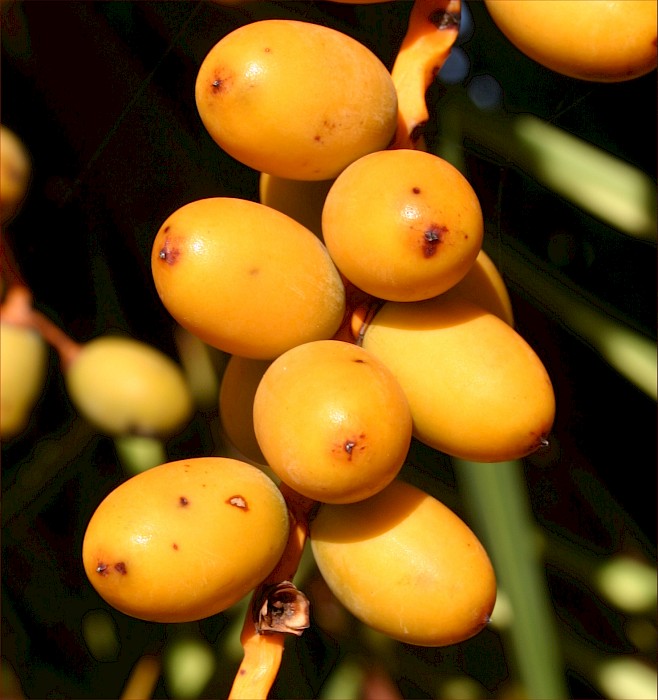 Phoenix canariensis