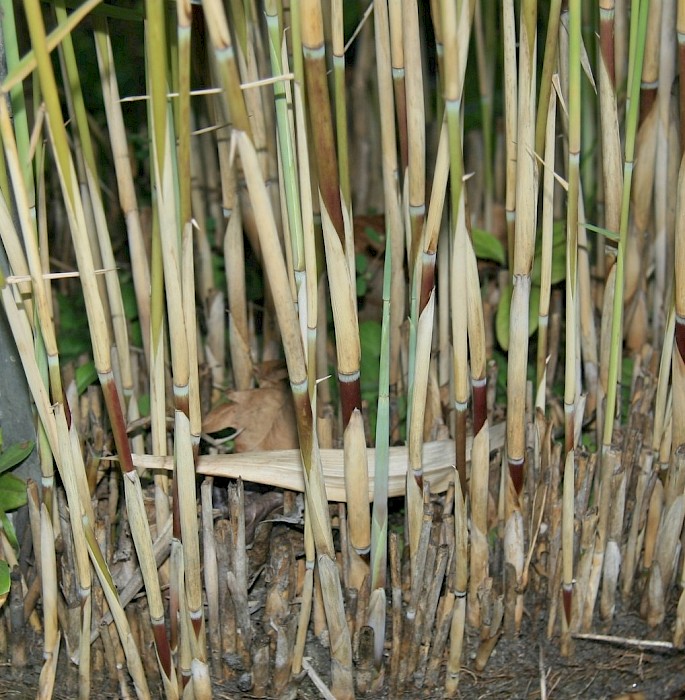 Phragmites australis
