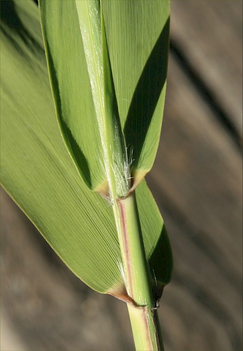 Phragmites australis