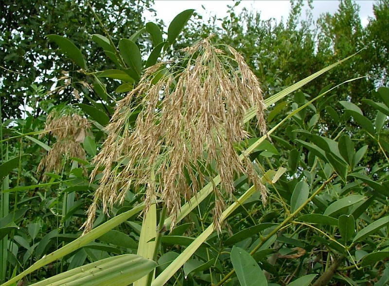 Phragmites australis
