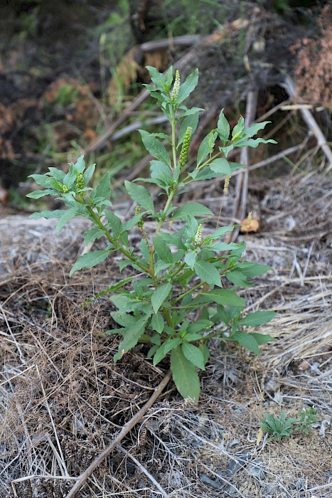 Phytolacca icosandra