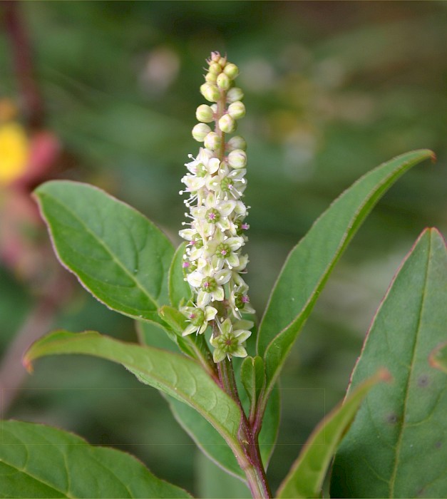 Phytolacca icosandra