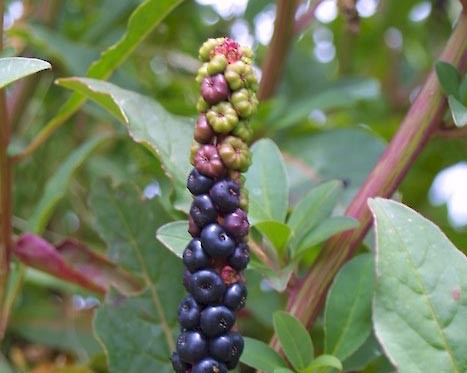 Phytolacca icosandra