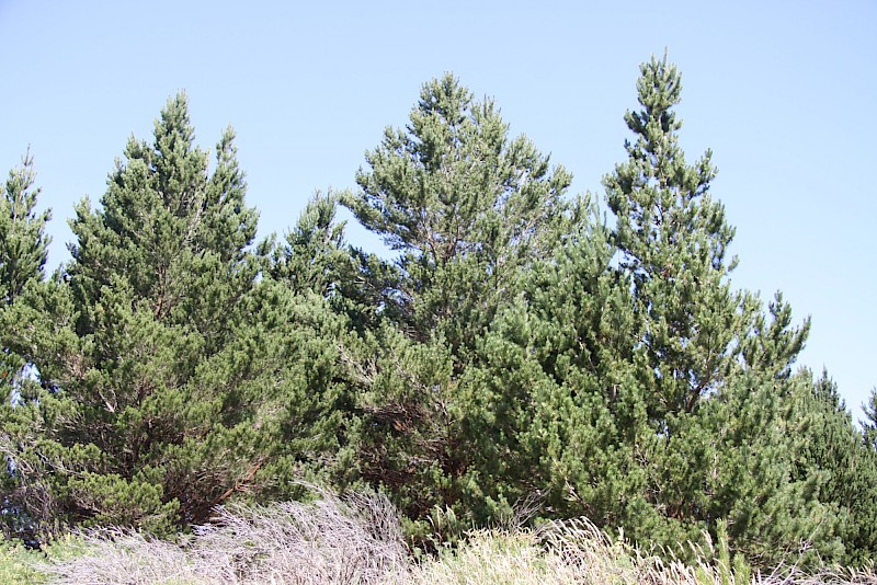 Pinus contorta