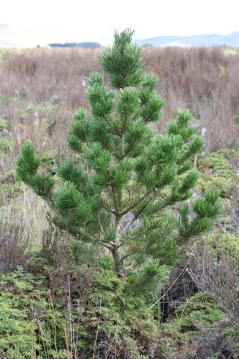 Pinus contorta