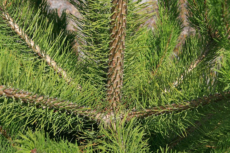 Pinus contorta