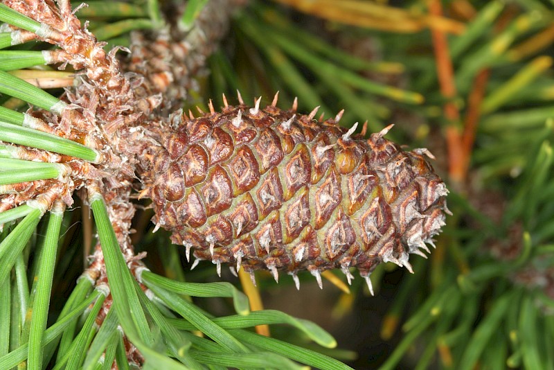 Pinus contorta