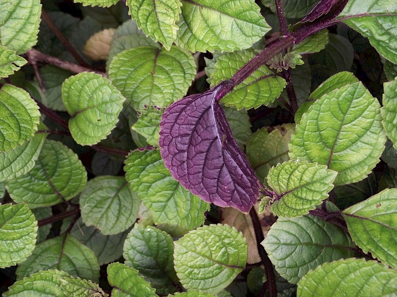Plectranthus ciliatus