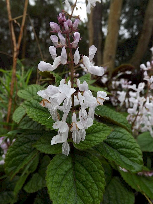 Plectranthus ciliatus