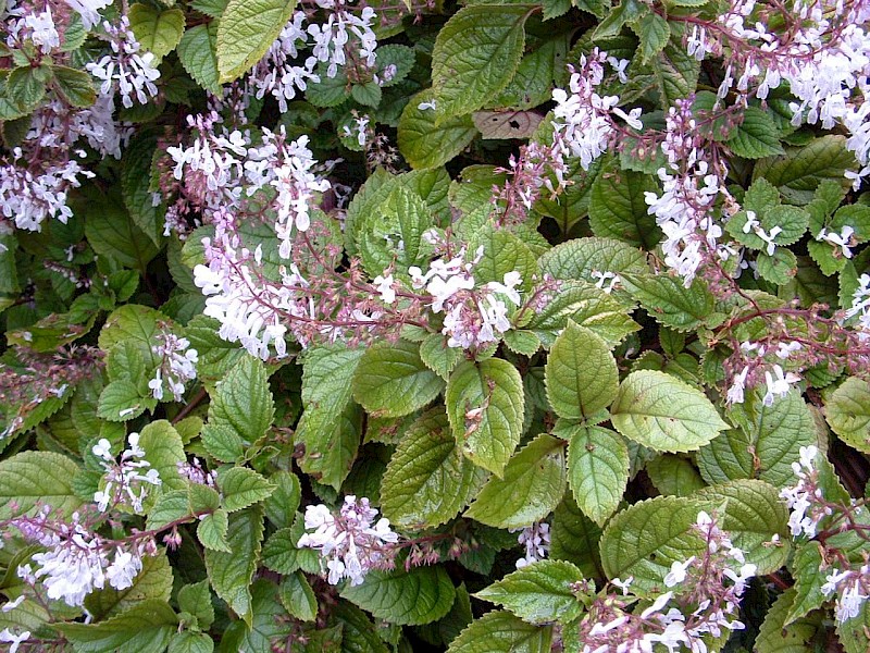 Plectranthus ciliatus