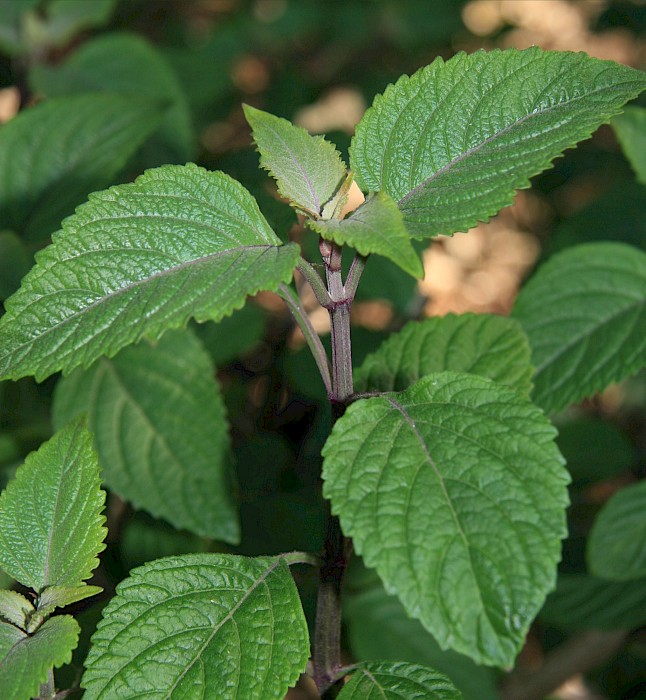 Plectranthus ecklonii