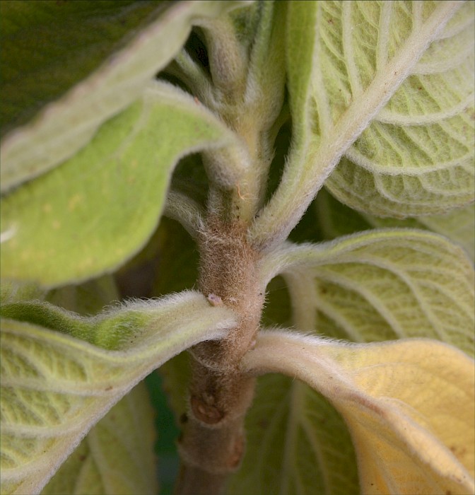 Plectranthus ecklonii