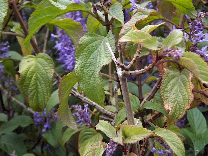 Plectranthus ecklonii