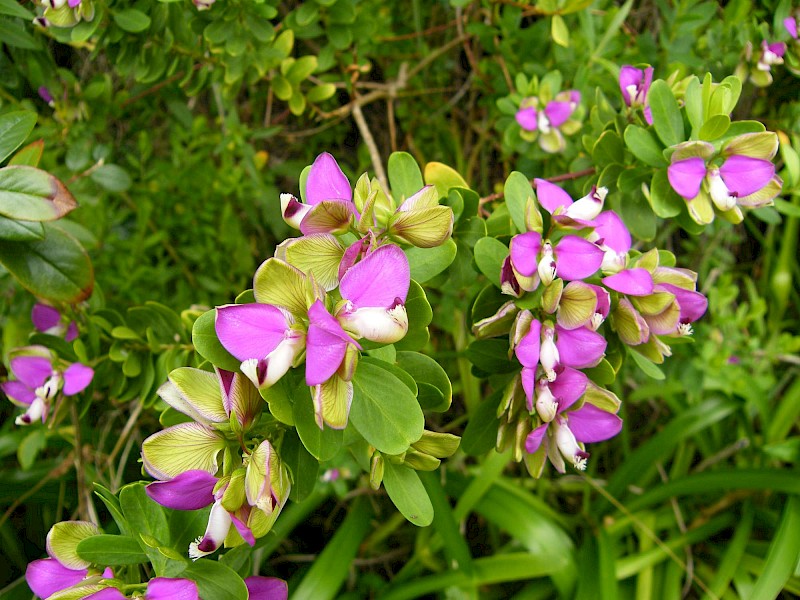 Polygala myrtifolia