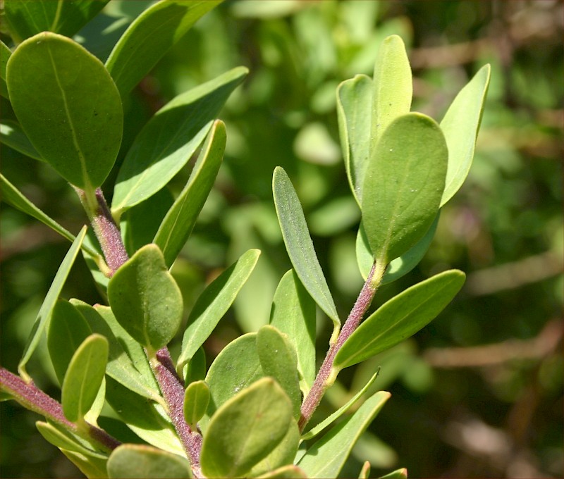 Polygala myrtifolia