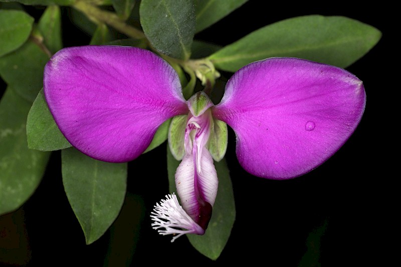 Polygala myrtifolia