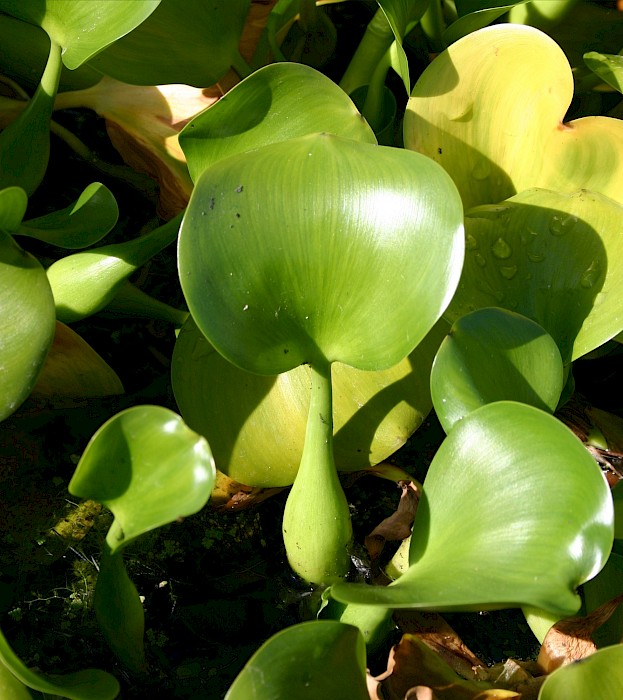 Pontederia crassipes