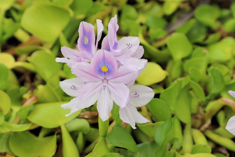Pontederia crassipes