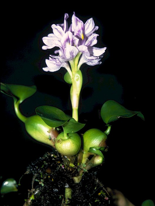 Pontederia crassipes