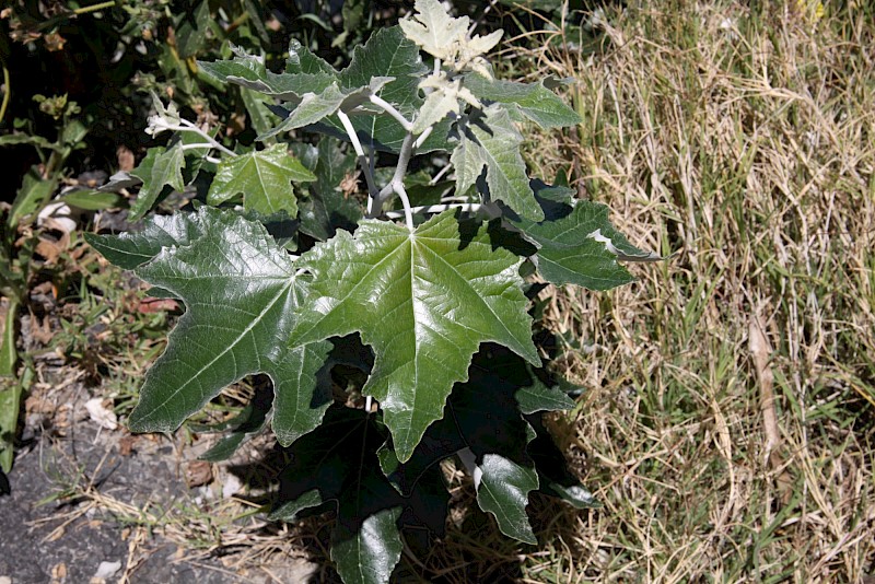 Populus alba