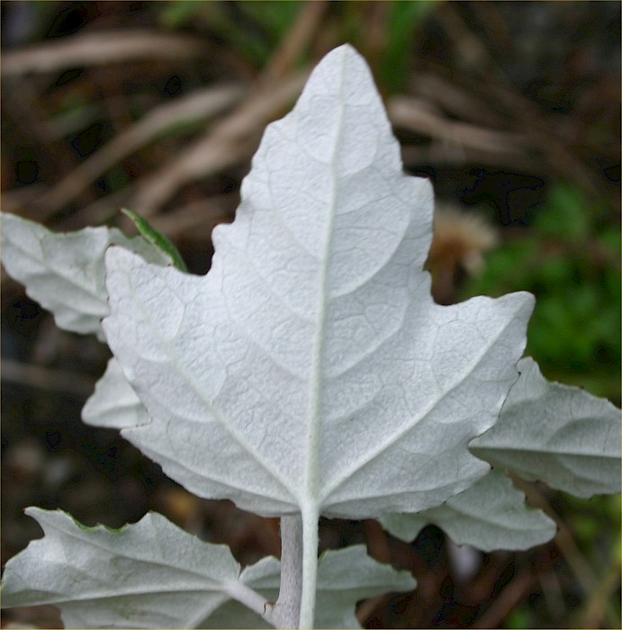 Populus alba