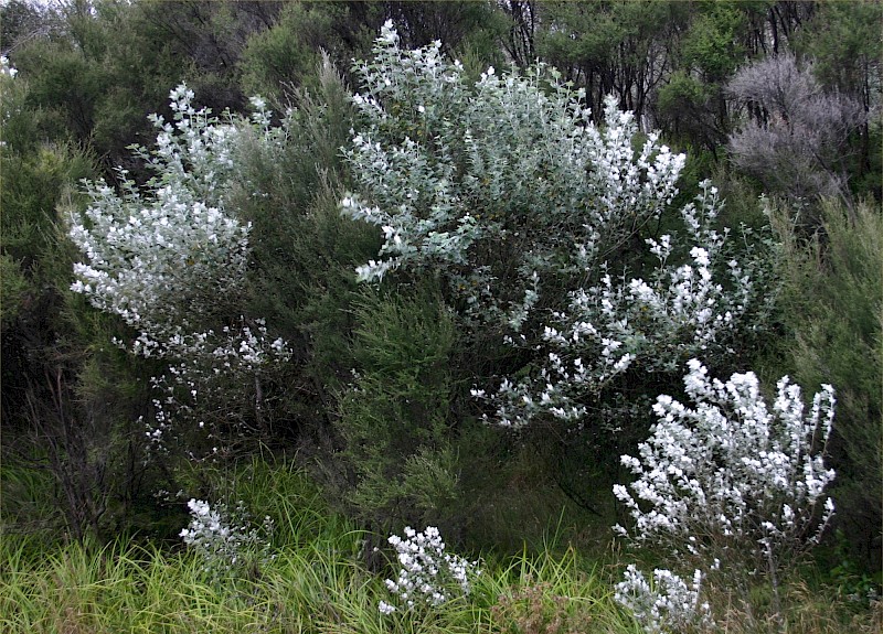 Populus alba