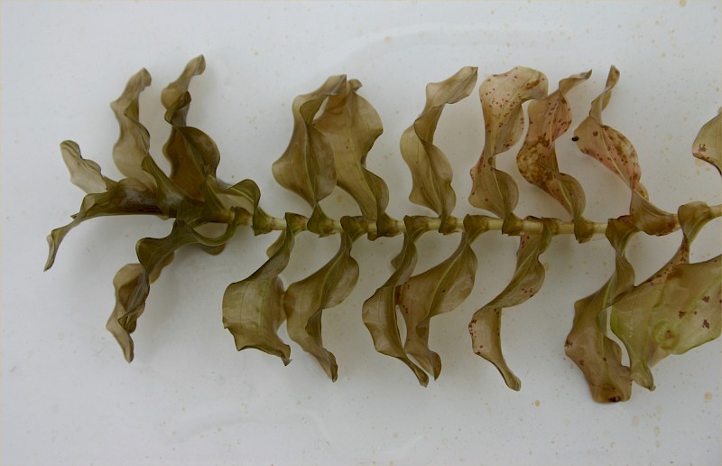 Potamogeton perfoliatus