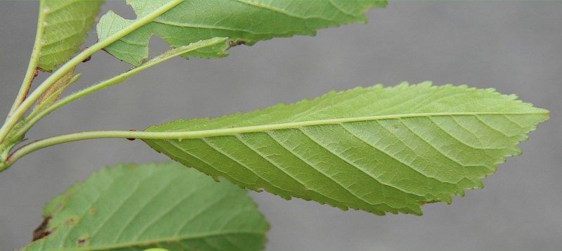 Prunus avium