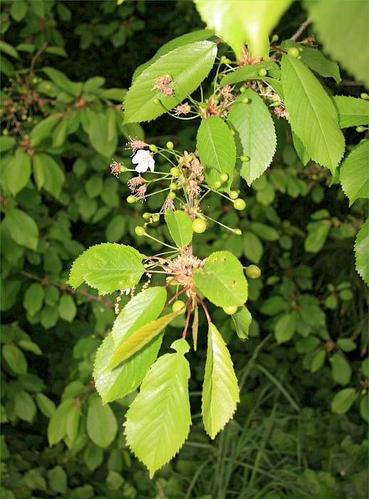 Prunus avium