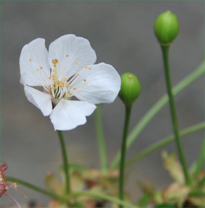Prunus avium