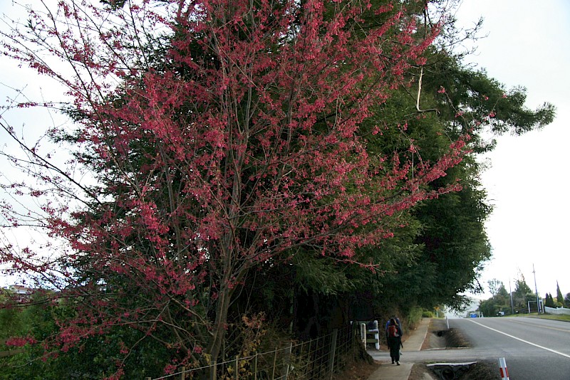 Prunus campanulata