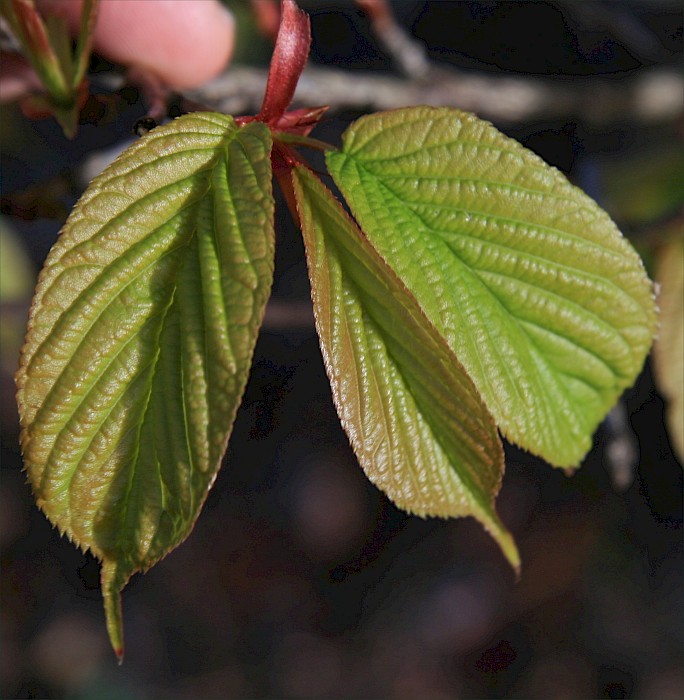 Prunus campanulata