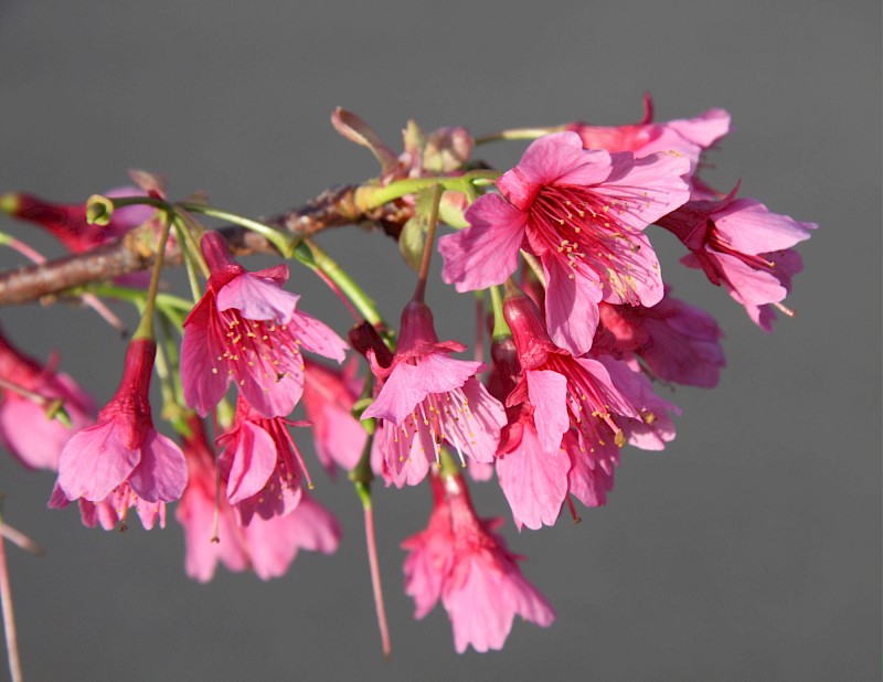 Prunus campanulata