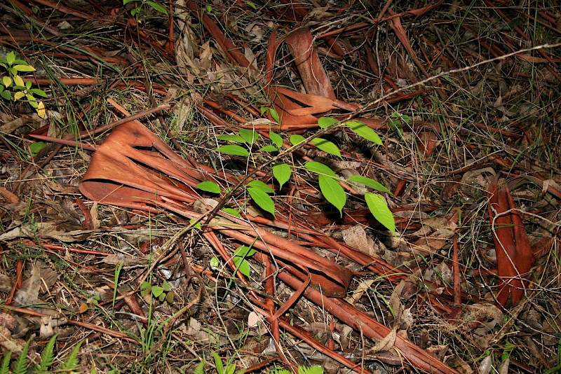 Prunus campanulata