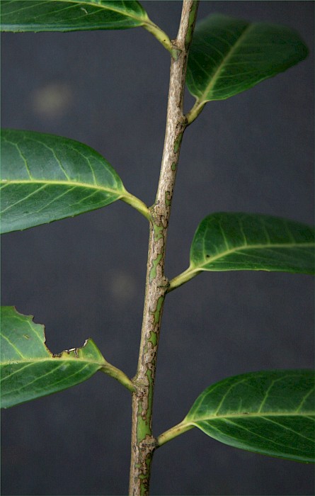 Prunus laurocerasus