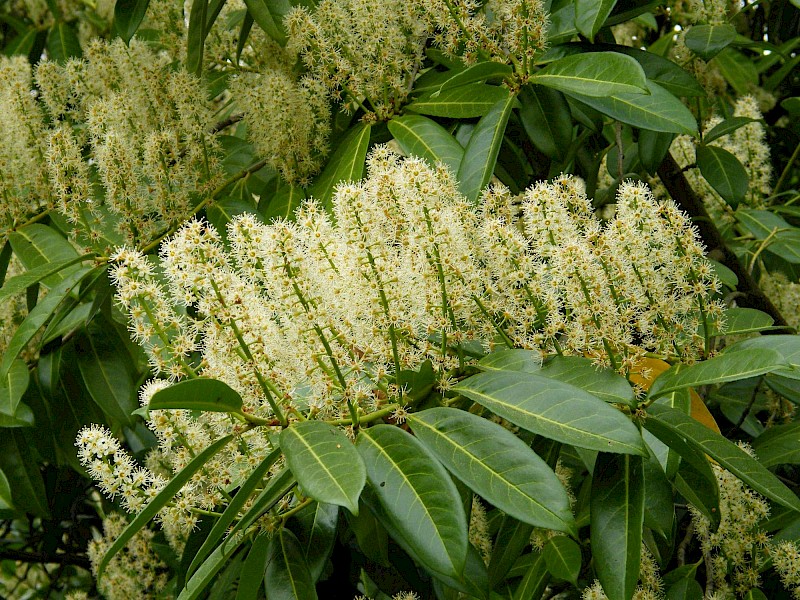 Prunus laurocerasus