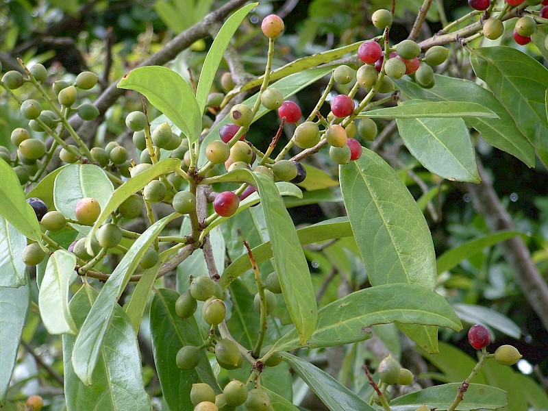 Prunus laurocerasus