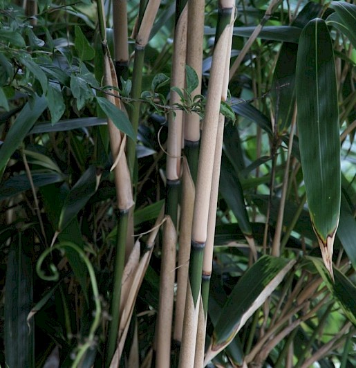 Pseudosasa japonica