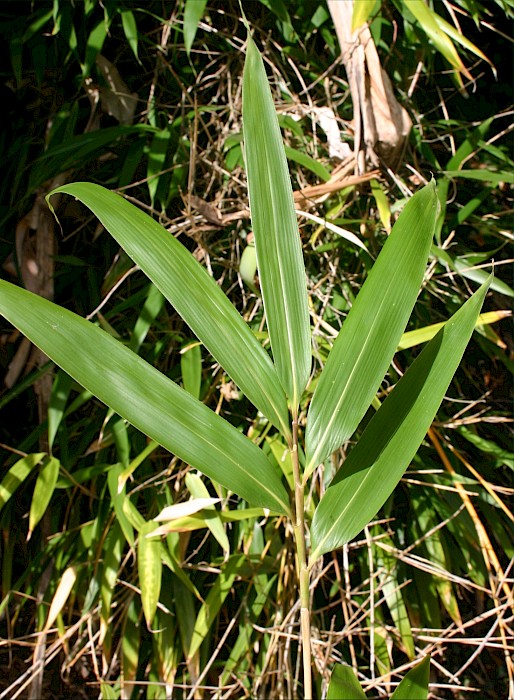 Pseudosasa japonica