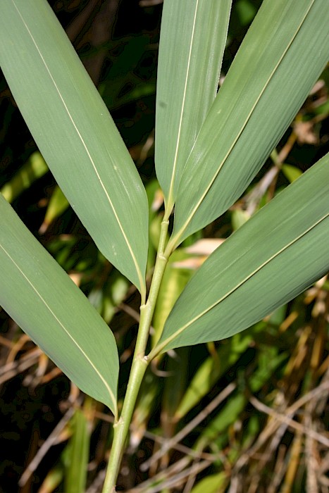 Pseudosasa japonica