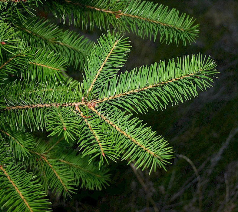 Pseudotsuga menziesii