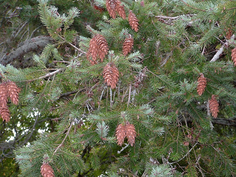 Pseudotsuga menziesii
