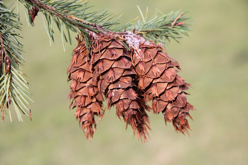 Pseudotsuga menziesii