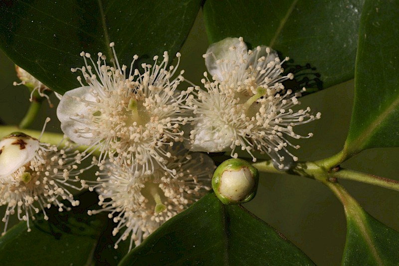 Psidium cattleianum