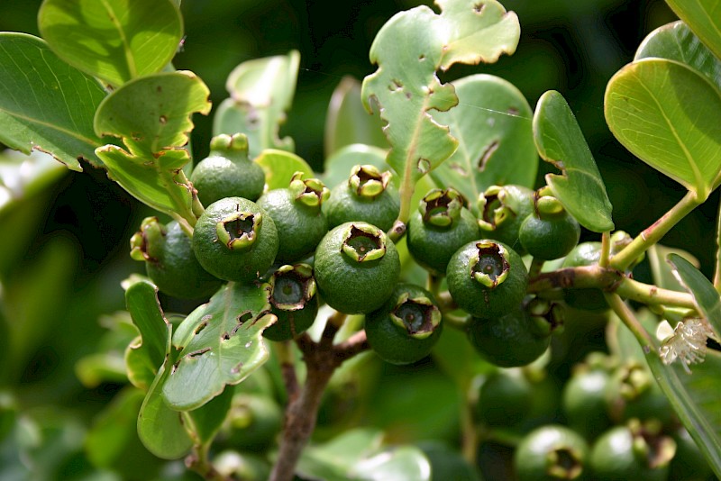 Psidium cattleianum