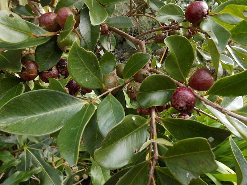 Psidium cattleianum