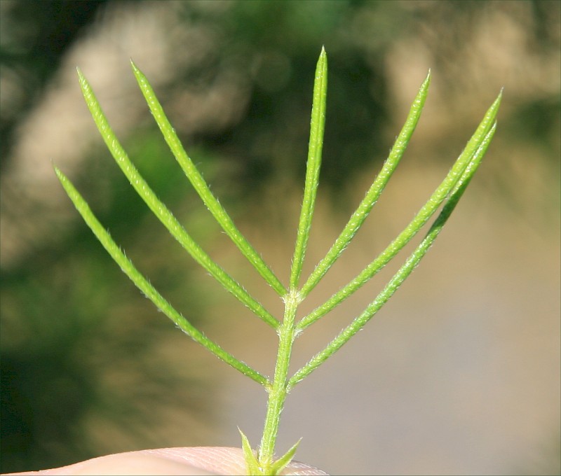 Psoralea pinnata