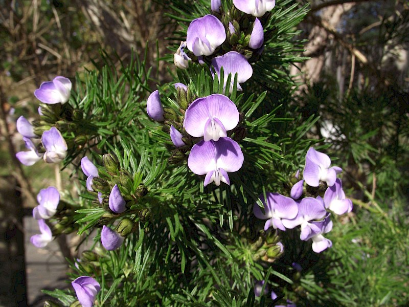 Psoralea pinnata