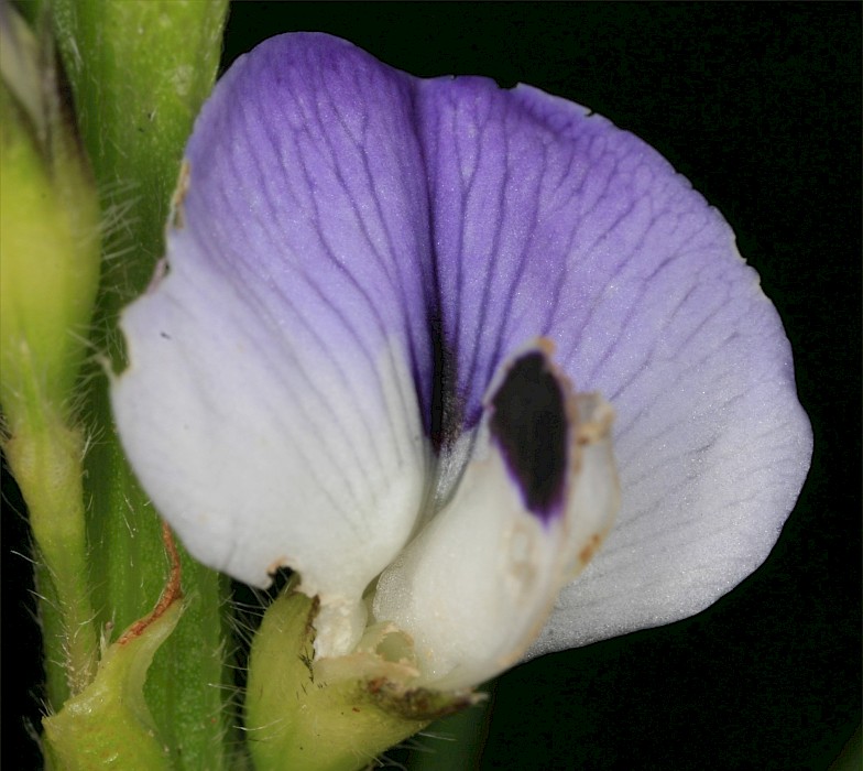 Psoralea pinnata